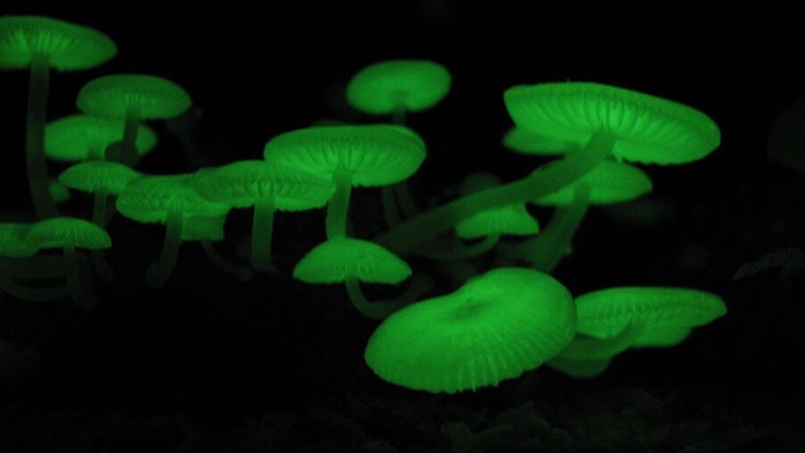 Bioluminescent mushrooms are real-life